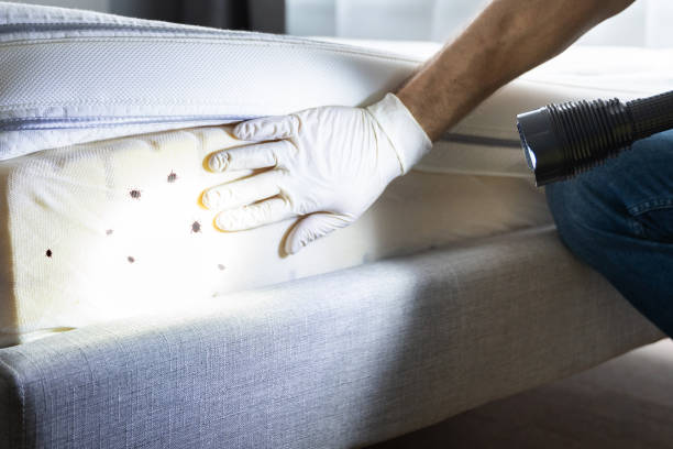 Best Pest Control for Homes  in Dix Hills, NY