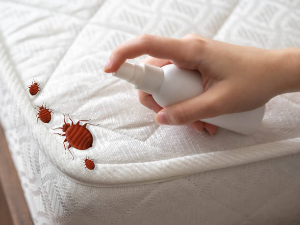 Best Bed Bug Extermination  in Dix Hills, NY