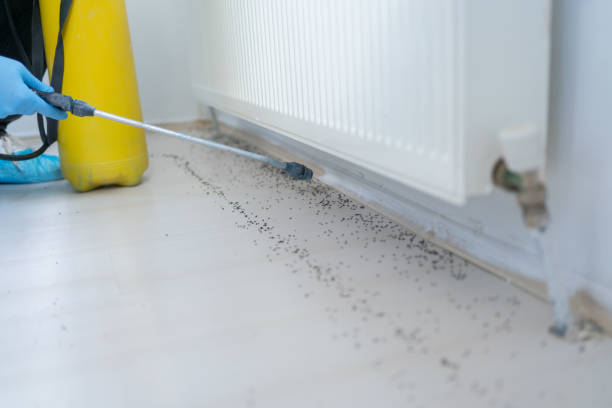 Insect Control in Dix Hills, NY