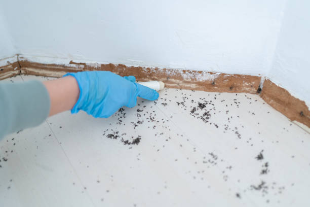 Pest Prevention Services in Dix Hills, NY